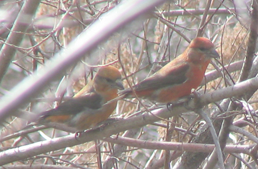 Red crossbill (male)